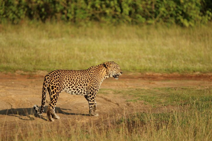 Wilpattu National Park